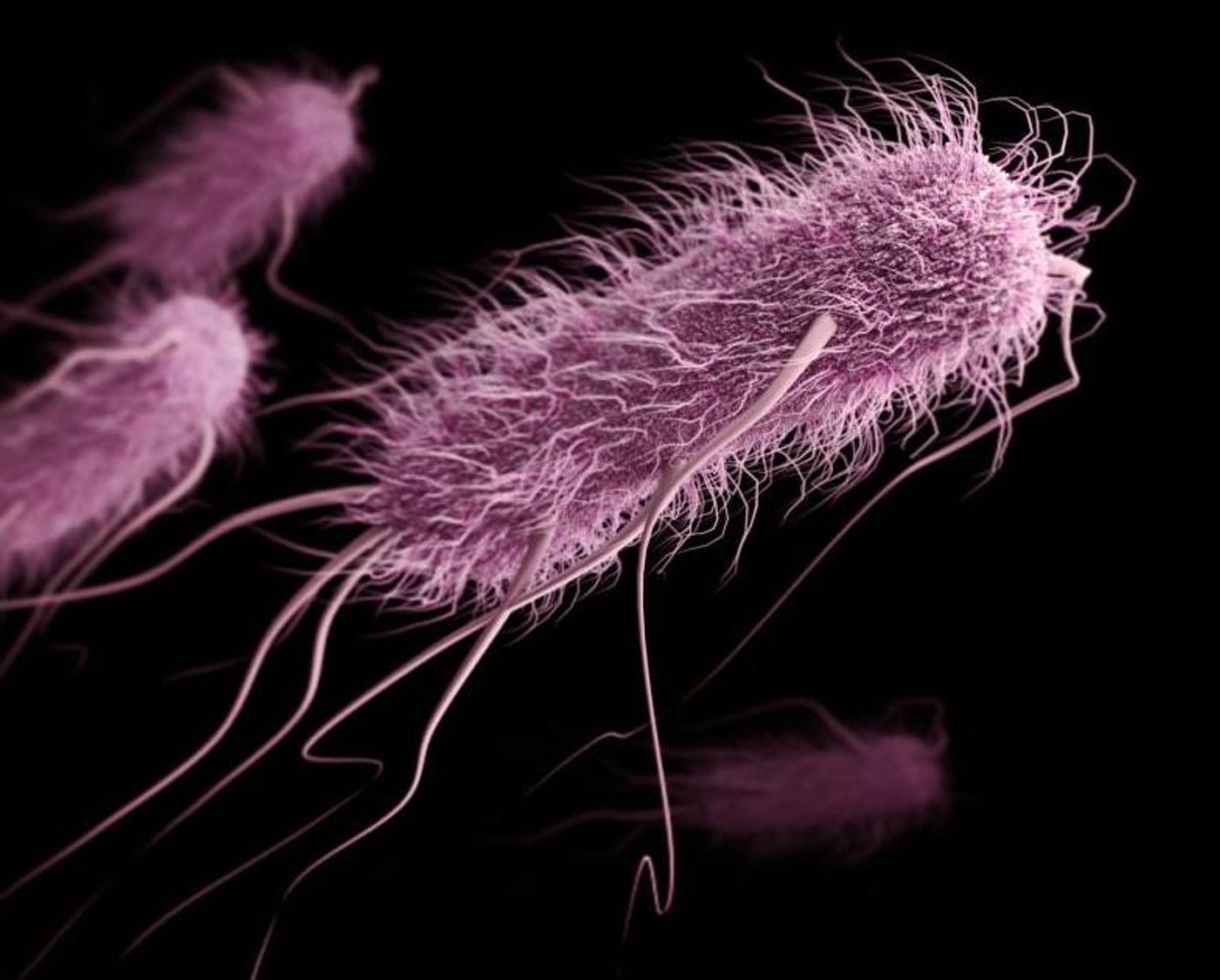 A computer-generated image of a group of extended-spectrum ß-lactamase-producing (ESBLs) Enterobacteriaceae bacteria, in this case, Escherichia coli. / credit: CDC/ Antibiotic Resistance Coordination and Strategy Unit/Alissa Eckert - Medical Illustrator