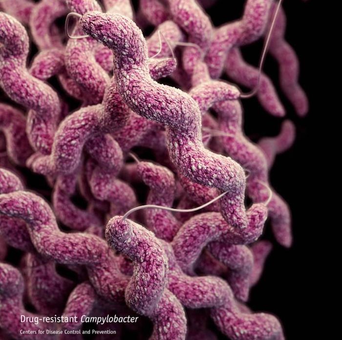 An illustration of Campylobacter sp. bacteria. The artistic recreation was based upon scanning electron microscopic (SEM) imagery./ Credit: CDC/ Antibiotic Resistance Coordination and Strategy Unit / Photo Credit: Alissa Eckert - Medical Illustrator