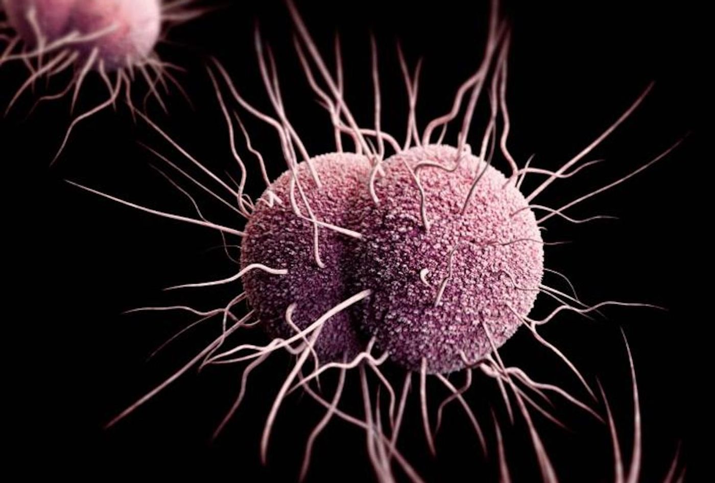 A computer-generated illustration based on SEM data of Neisseria gonorrhoeae diplococcal bacteria, with type IV pili. / Courtesy: CDC/ Antibiotic Resistance Coordination and Strategy Unit / Photo Credit: Alissa Eckert - Medical Illustrator