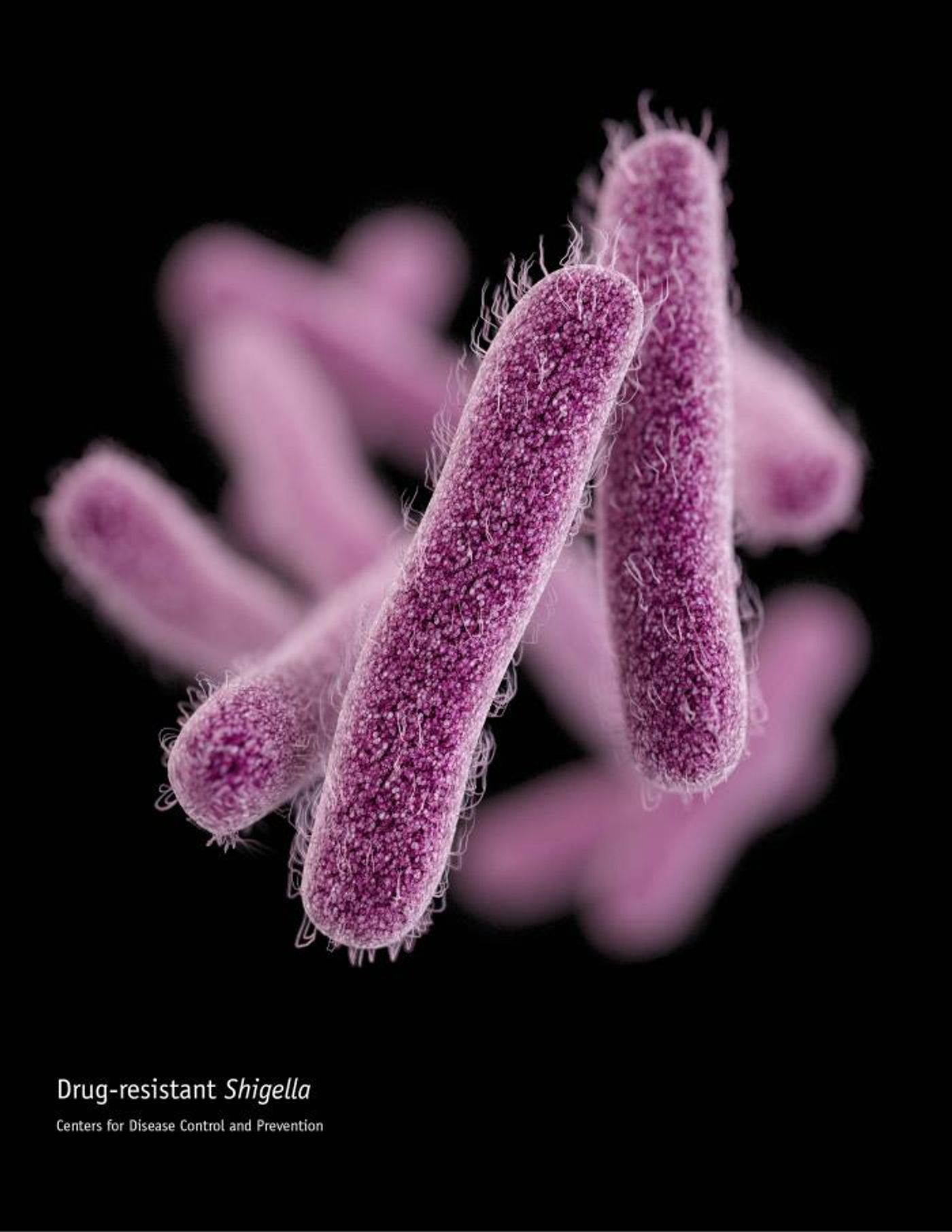 A 3D computer-generated image of a number of rod-shaped, drug-resistant, Shigella sp. bacteria. The artistic recreation was based upon scanning electron microscopic (SEM) imagery. / Credit:CDC/ James Archer