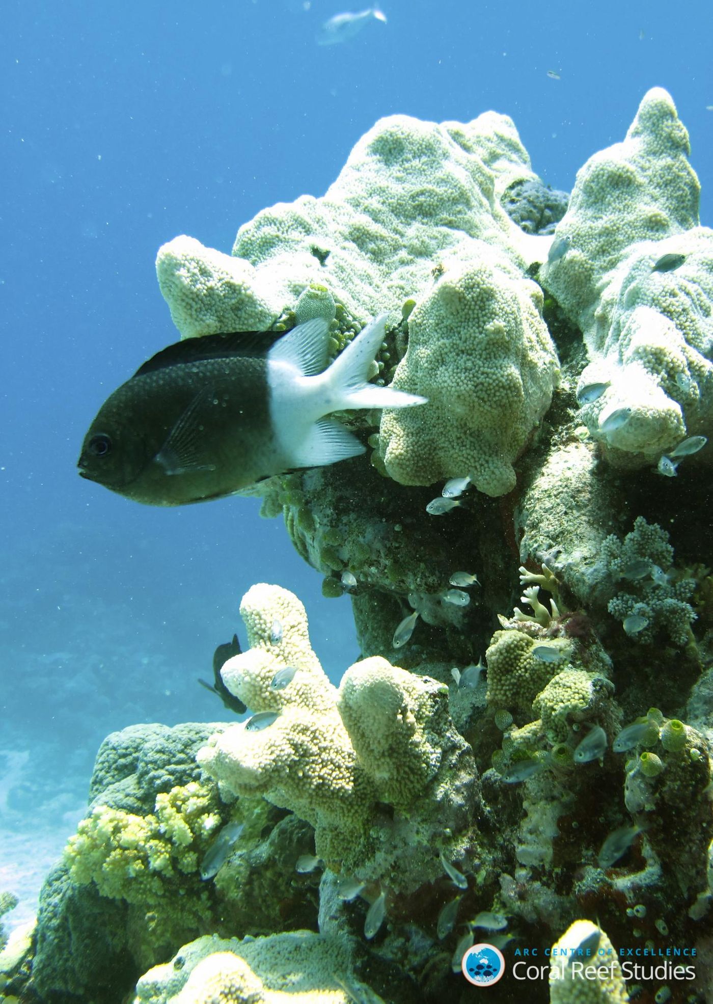 Some reef fish may exhibit natural self-defense mechanisms to protect against climate change.
