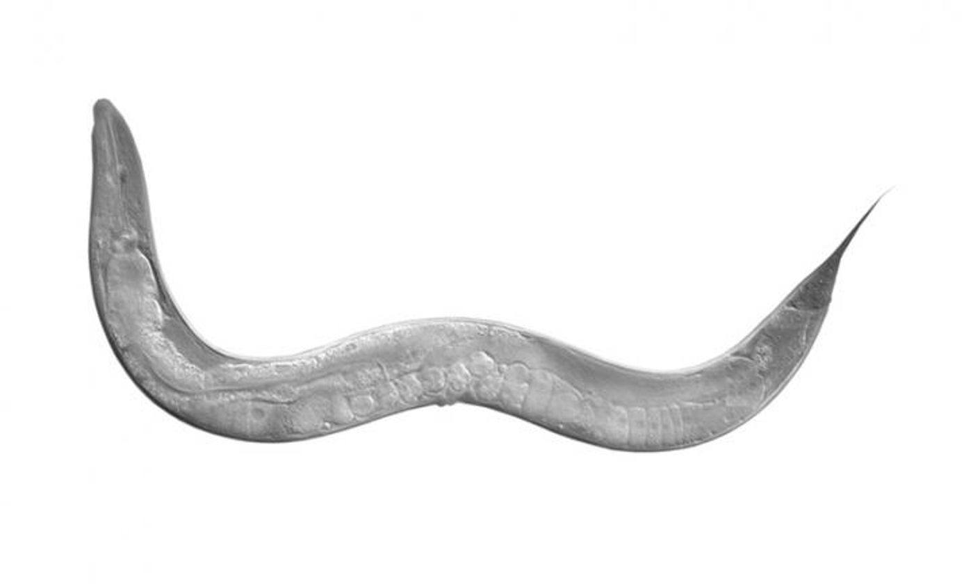 An image of C. elegans / Image credit: Luisa Scott/University of Texas at Austin