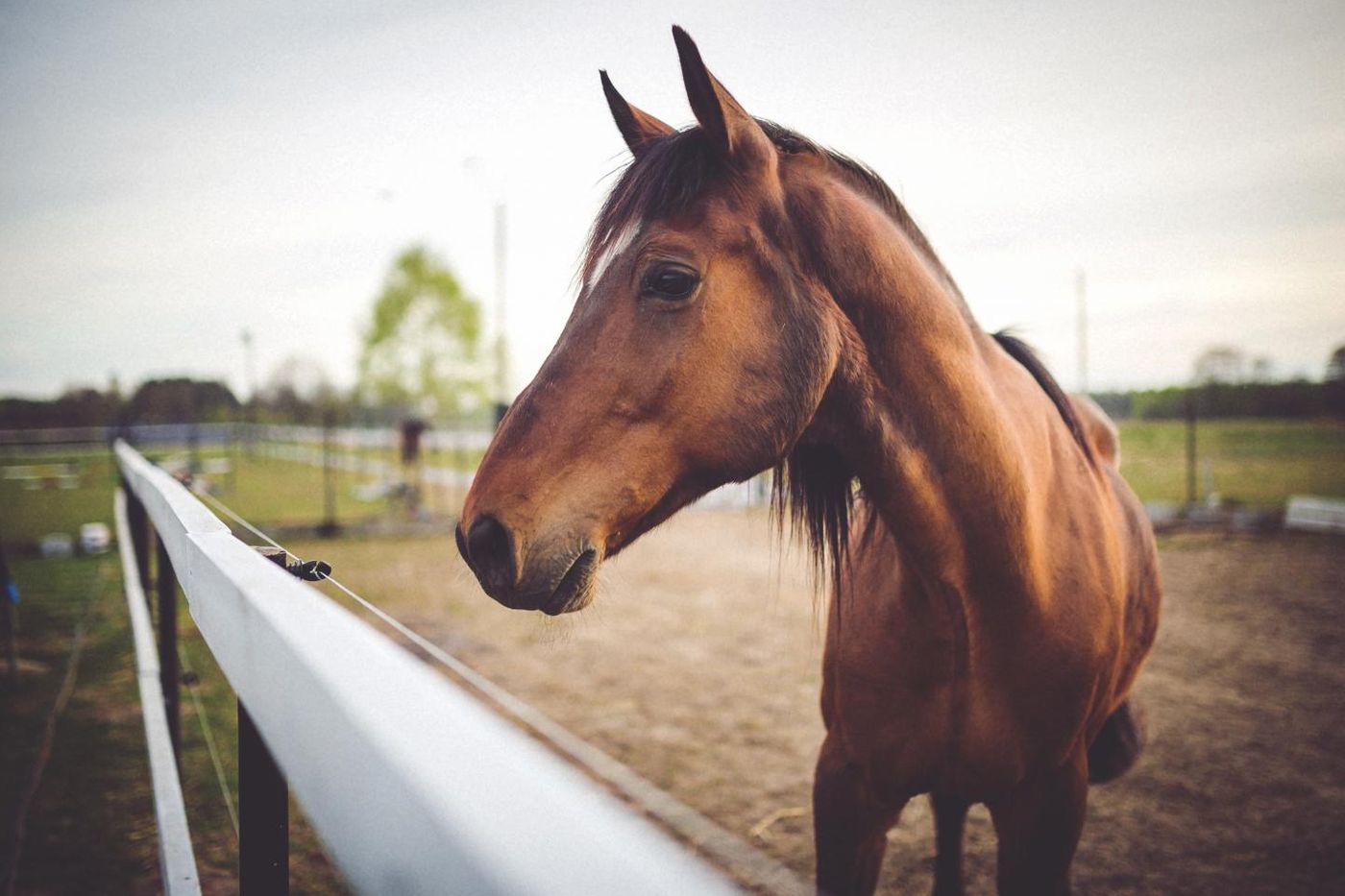 Flu vaccines for horses haven't been updated in more than 25 years, but researchers have developed a new live equine influenza vaccine that's safe and more protective. Credit: University of Rochester Medical Center