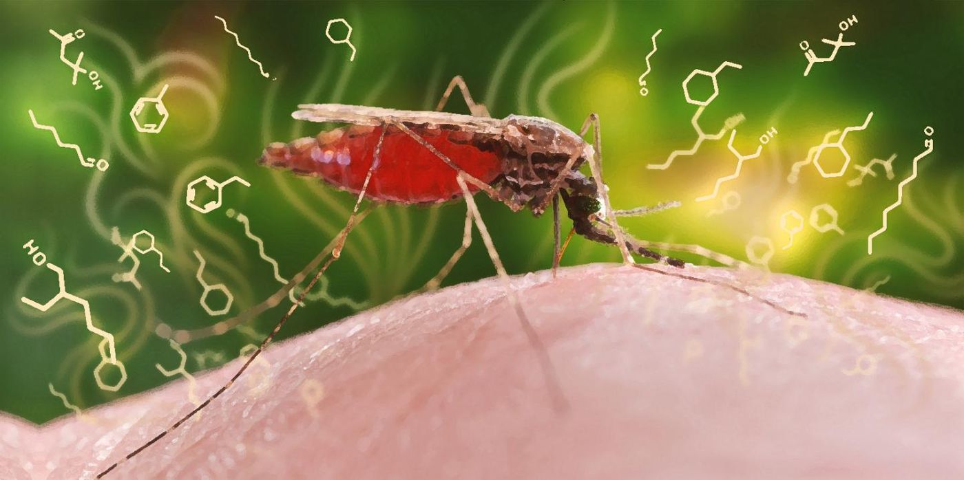 The malaria pathogen alters the odor profile of an infected person, making it more attractive to the pathogen-transmitting Anopheles mosquito. Credit: ETH Zurich / CDC, James Gathany