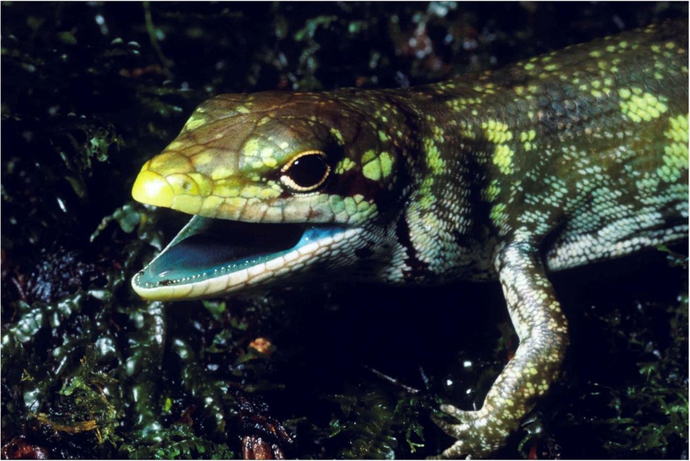 Prasinohaema prehensicauda is just one example of a green-blooded skink.