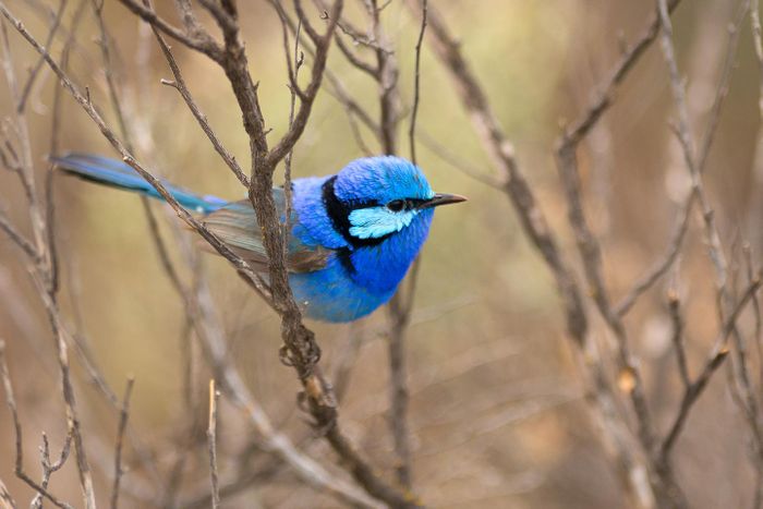 A splendid fairy-wren photographed during the research.