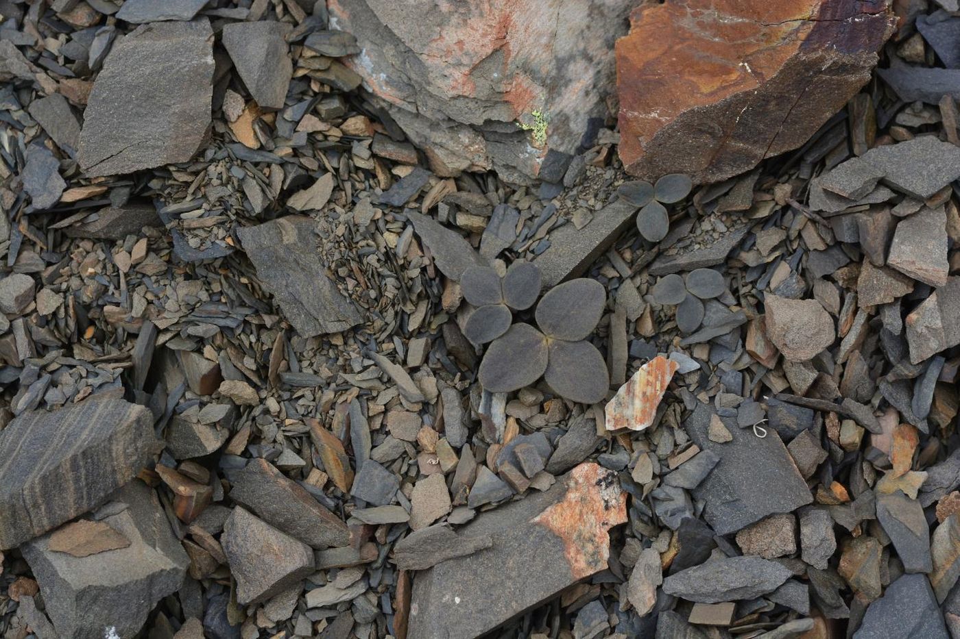 Corydalis hemidicentra, found in parts of China, uses a camouflage technique to blend in with rocks.