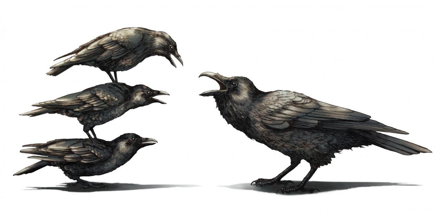 A group of crows antagonize a raven.