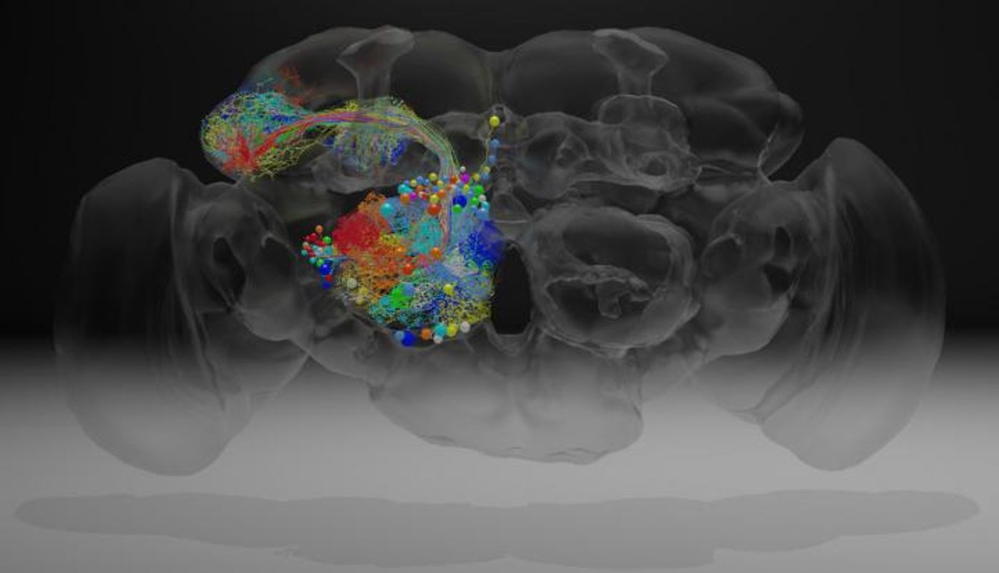 The fruit fly brain contains roughly 100,000 neurons, which can now be traced in detail using a dataset that includes roughly 21 million images. Janelia scientists traced the paths of neurons (colored threads) that reach out to the mushroom body, a region involved in memory and learning. / Credit: Z. Zheng et al./Cell 2018