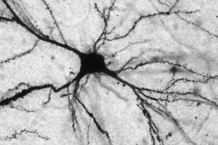 Acetyl-L-carnitine acts on neurons (pictured here) that release the neurotransmitter glutamate. / Credit: Harold and Margaret Milliken Hatch Laboratory of Neuroendrocrinology at The Rockefeller University