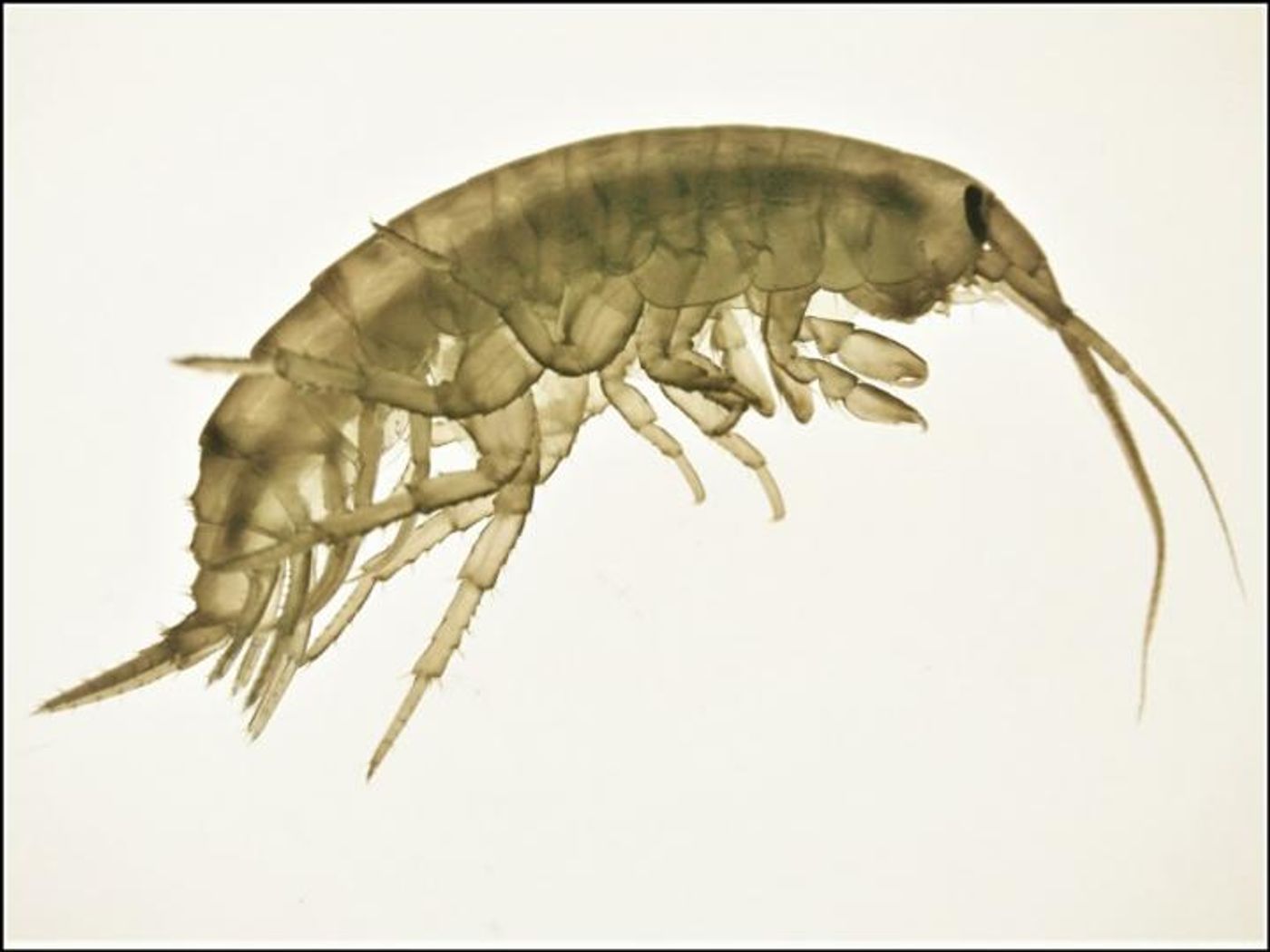 An adult male amphipod Echinogammarus marinus. / Credit: University of Portsmouth