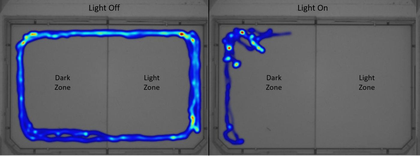 Left: Light off = entire arena is dark, E. marinus uses both zones equally. Right: Light on = half arena is light and half is dark, E. marinus spends more time in the dark zone. / Credit: University of Portsmouth