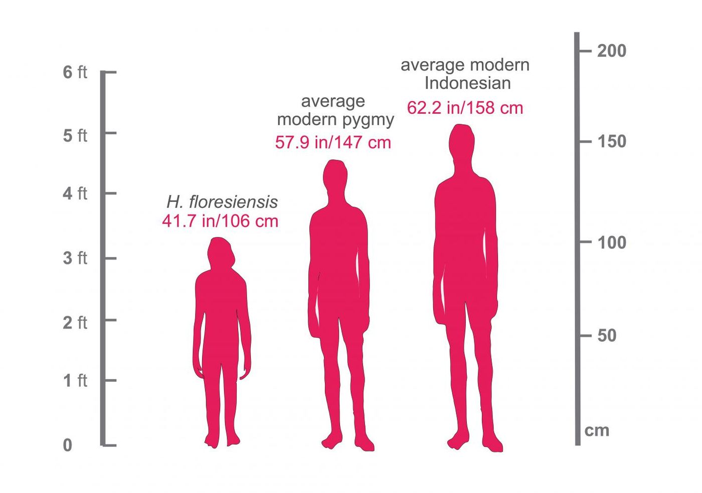 This figure shows the relative heights of a modern Indonesian (5' 2), a modern pygmy living on the island of Flores (4' 10) and Homo floresiensis (3' 5, which is the height of an average American 4-year-old). /Credit: Courtesy of Dr. Serena Tucci, Department of Ecology and Evolutionary Biology, Princeton University