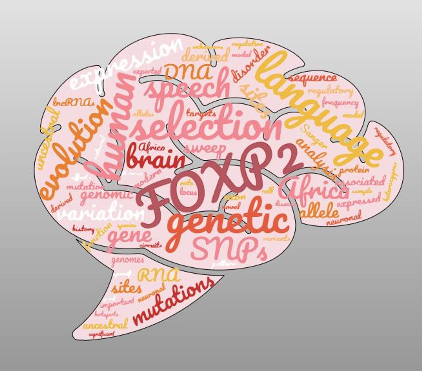What makes us human? The FOXP2 gene has been associated with uniquely human language abilities. But a new study with a wider variety of people shows no evidence of selection for FOXP2 in modern humans. / Credit: Brenna Henn, UC Davis