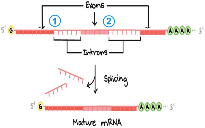 Cells make proteins based on blueprints encoded in our genes. These blueprints are copied into a raw RNA message, which must be edited, or spliced, to form a mature message that can direct the cellular machinery that synthesizes proteins./ Credit: All Khan Academy
