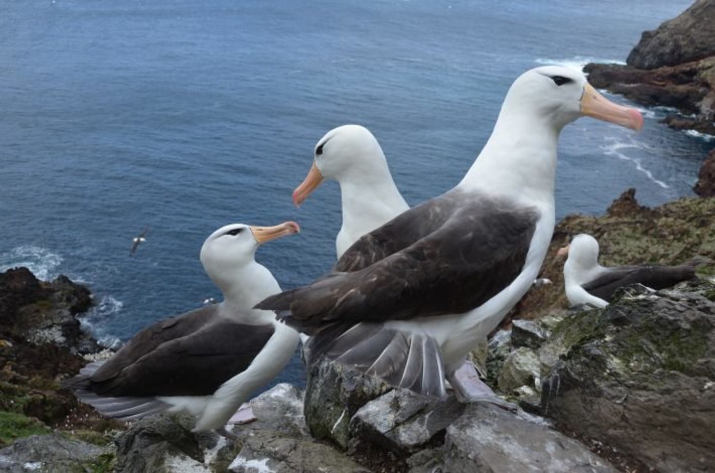 The black-browed albatross.