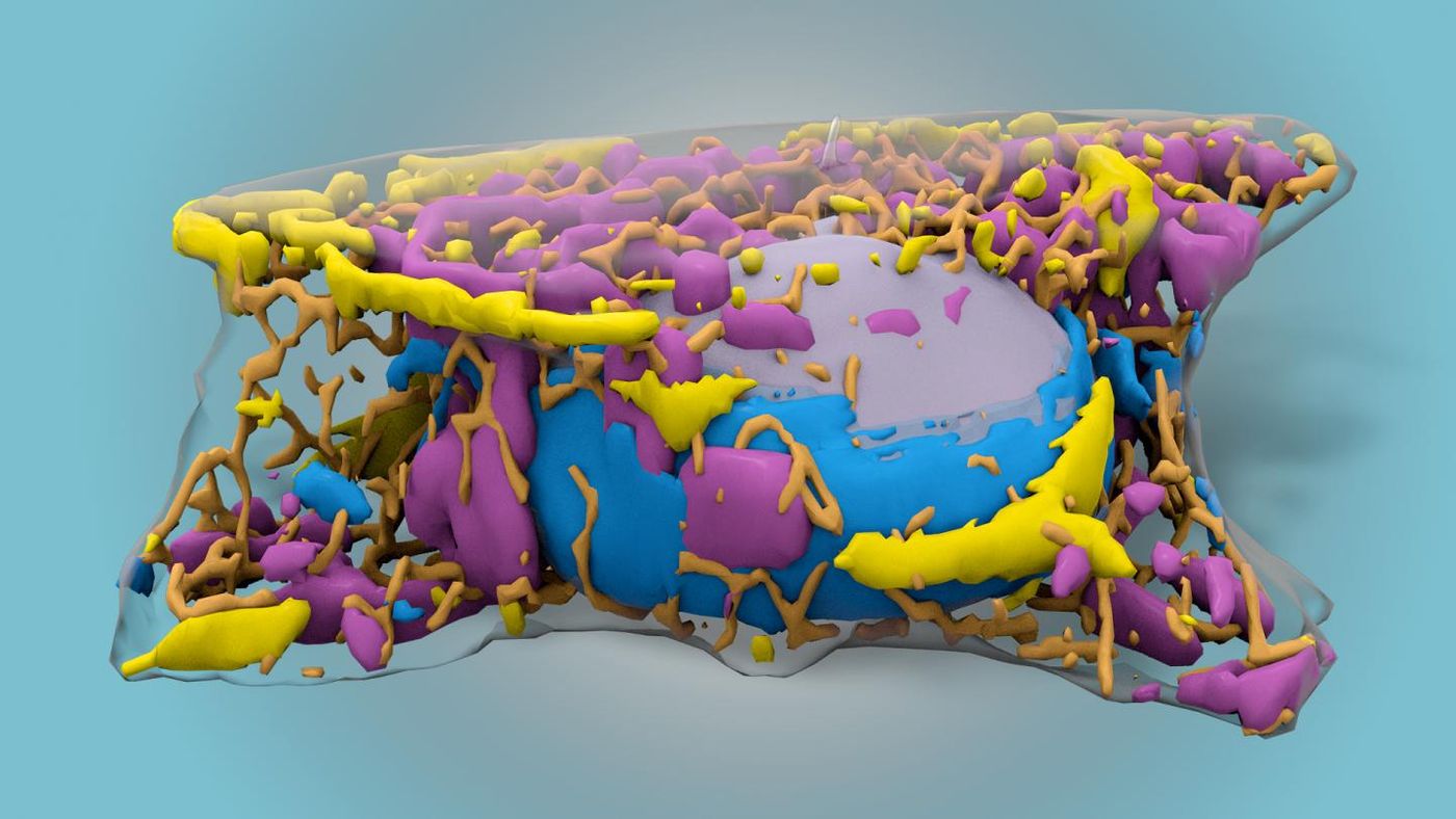 Using 3D images of fluorescently labeled cells, Allen Institute researchers used machine learning to find structures inside living cells without fluorescent labels, using only black and white images generated by an inexpensive technique known as brightfield microscopy. / Credit: Allen Institute