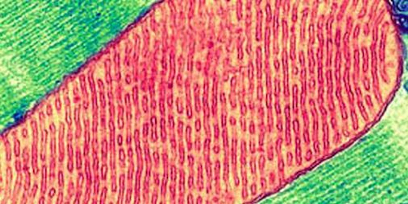 False-color transmission electron micrograph of a mitochondrion inside a cell. / Credit: Thomas Deerinck, National Center for Microscopy and Imaging Research, UC San Diego