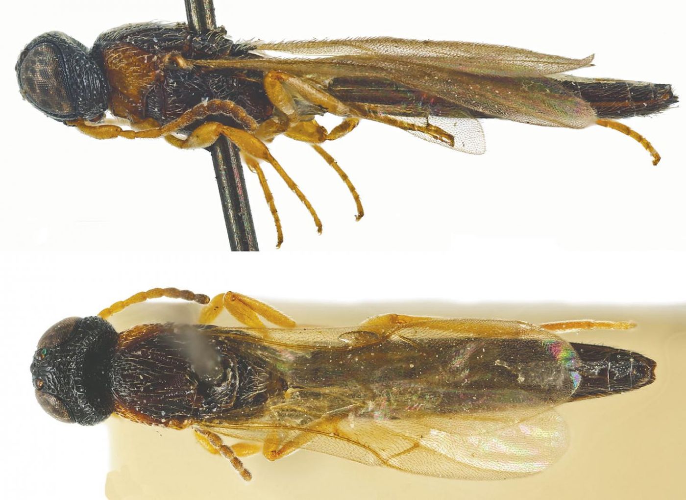 Pictured here is Chromoteleia congoana, the lone example from the 21 new species of parasitoid wasp that hails from Africa.