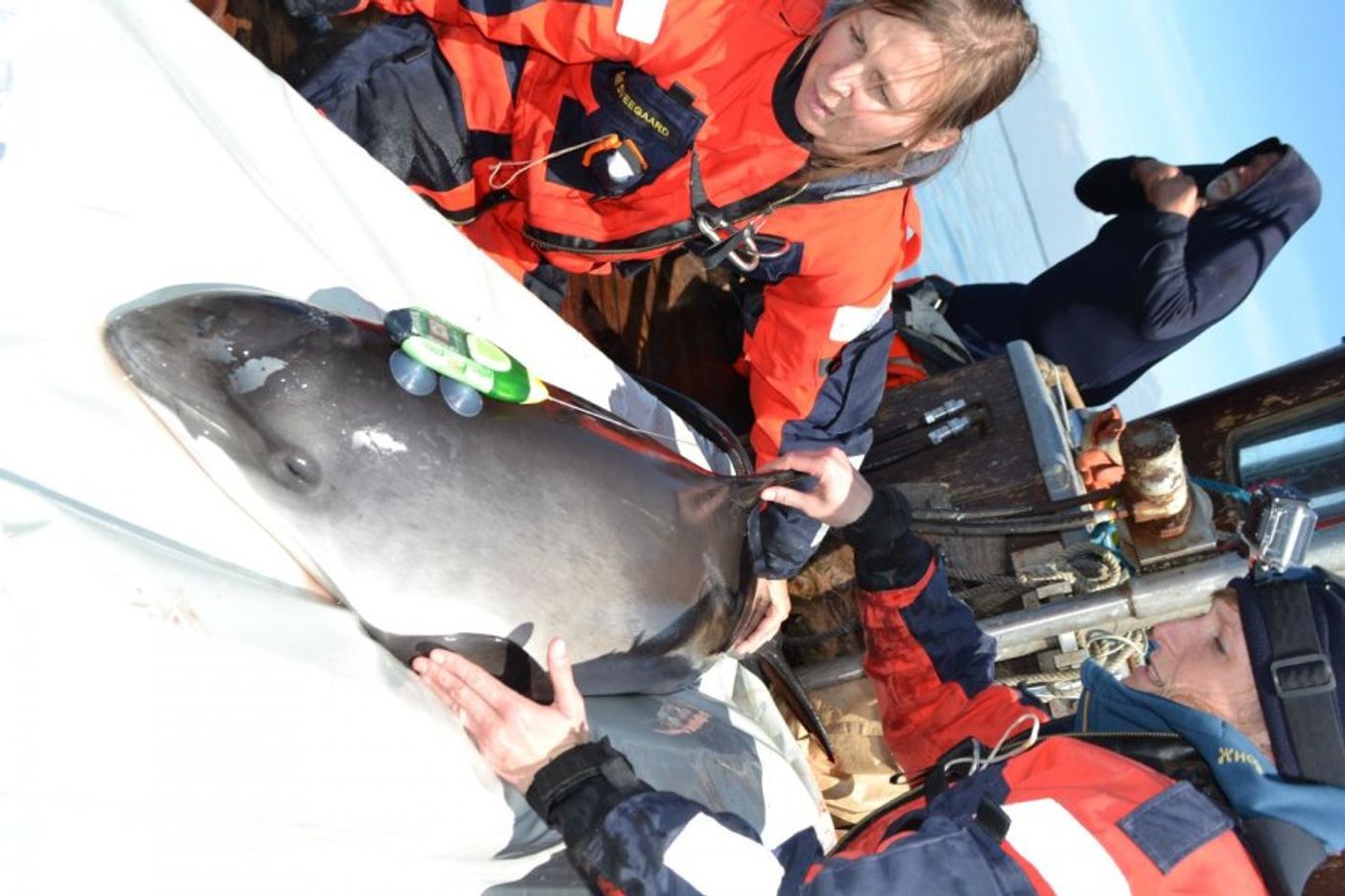 Researchers tagged seven porpoises to learn how ship noise impacts their communication and feeding habits.