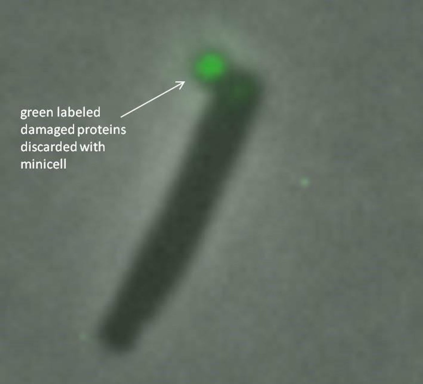 These are bacteria discard damaged proteins inside a fluorescent green-labeled minicell. / Credit: Chao Lab, UC San Diego