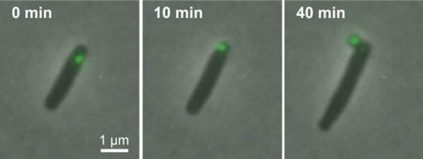 These time-lapse images illustrate E. coli ejecting a fluorescent green-colored minicell. / Credit: Chao Lab, UC San Diego
