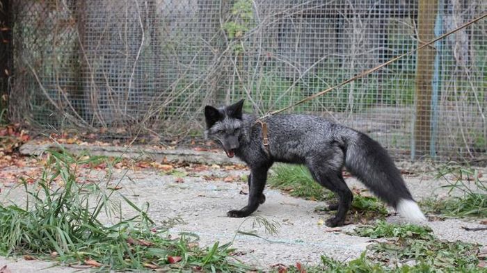 A silver fox bred for tameness at the the Institute for Cytology and Genetics in Novosibirsk, Russia / Credit: Darya Shepeleva
