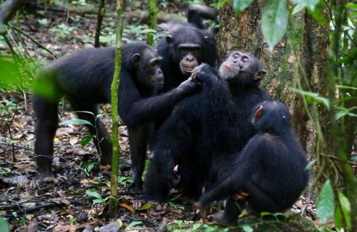 Chimpanzees share food with their friends in the wild.