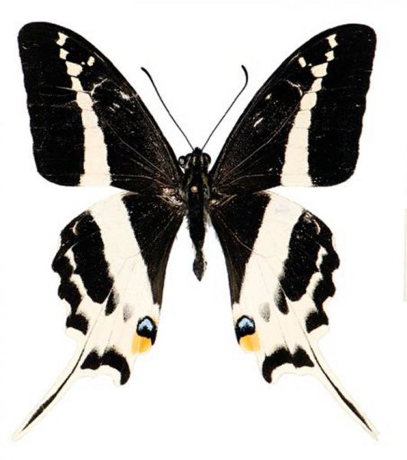 A photograph of the newly-discovered swallowtail butterfly.