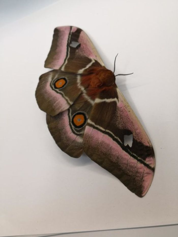 A close-up of a moth analyzed in this study.