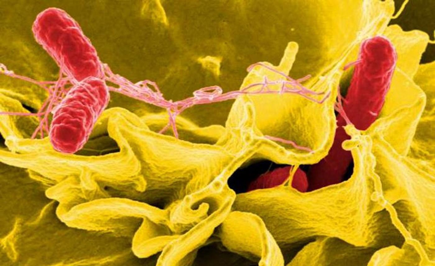 An SEM image of red-colored Salmonella sp. bacteria, as they were in the process of invading a mustard-colored, ruffled, immune cell. / Credit: National Institute of Allergy and Infectious Diseases (NIAID)