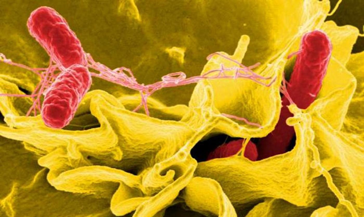 Salmonella sp. bacteria (red) as they invade a ruffled immune cell (yellow). / Credit: National Institute of Allergy and Infectious Diseases (NIAID)