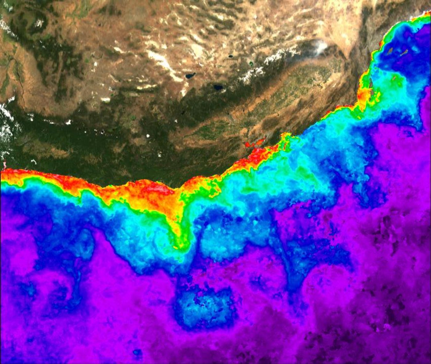 This is the extent of the Pacific Northwest Pseudo-nitzschia bloom in 2015. Gradation of colors purple-blue-green-yellow-red-pink in ocean areas shows increasing chlorophyll concentration towards the coast. Satellite data courtesy of NASA Ocean Biology Processing Group and LAADS-DAAC. / Credit: Mati Kahru, Scripps Institution of Oceanography at UC San Diego.