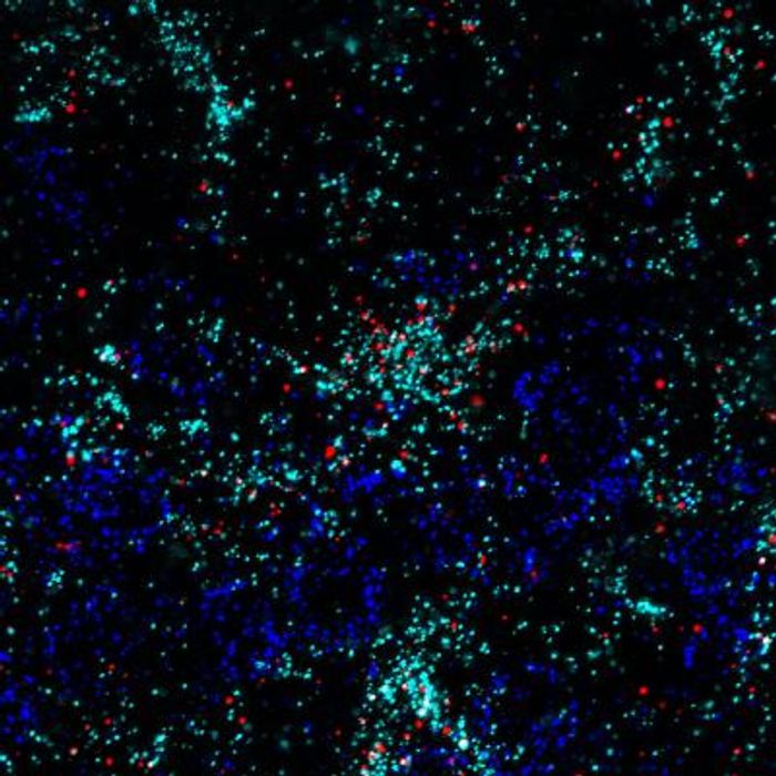 Astrocytes are the main cell type in the brain producing Chrdl1. Through a technique called fluorescence in situ hybridization, the RNA of different proteins is tagged with fluorescent labels. In the image, Chrdl1 is in red, astrocytes in cyan (teal) and neurons in dark blue, in the upper layers of the mouse visual cortex. The signal from Chrdl1 overlaps with astrocytes, but not with neurons, indicating that astrocytes are the cells that mainly produce Chrdl1. / Credit: Salk Institute