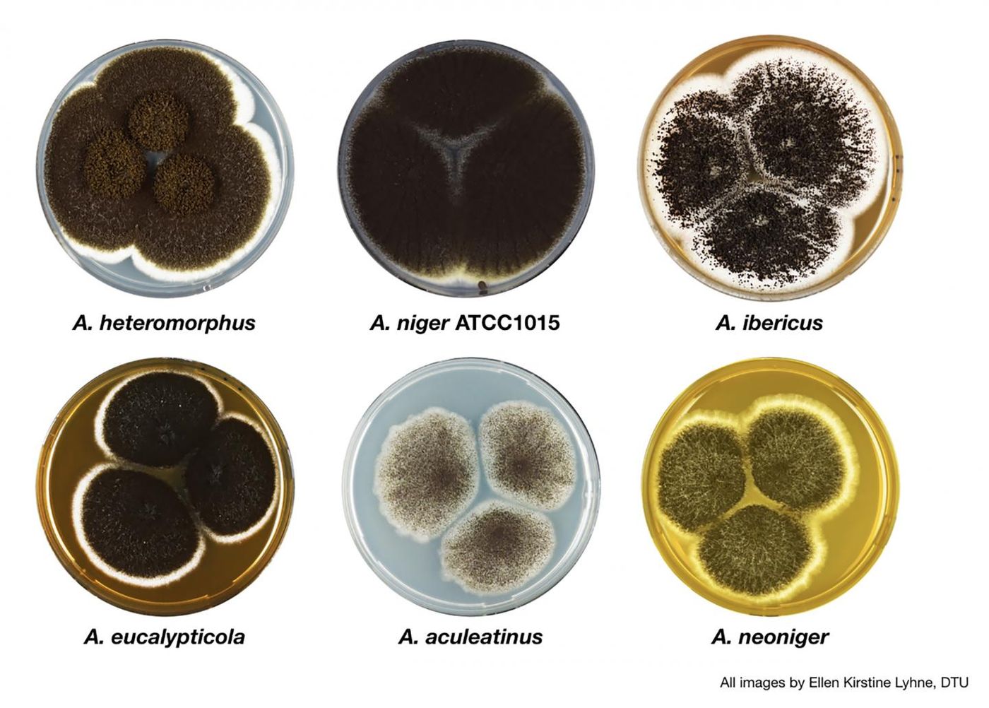 The study included 20 genomes of section Nigri species that had been previously unsequenced and were analyzed for this study (clockwise from top left): A. heteromorphus; A. niger ATCC1015; A. ibericus; A. neoniger; A. aculeatinus; and, A. eucalypticola. / Credit: Ellen Kirstine Lyhne, DTU