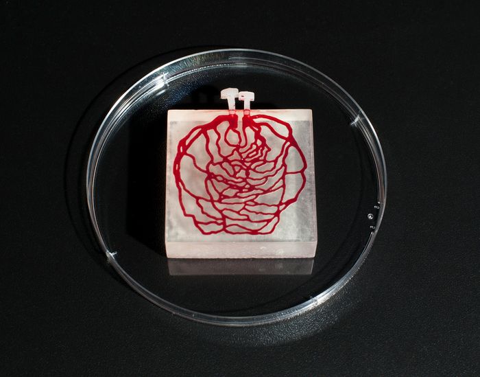 3D-printed tissue-simulating phantom with hemoglobin filled channels - created from an image of human retinal blood vessels. Credit: FDA