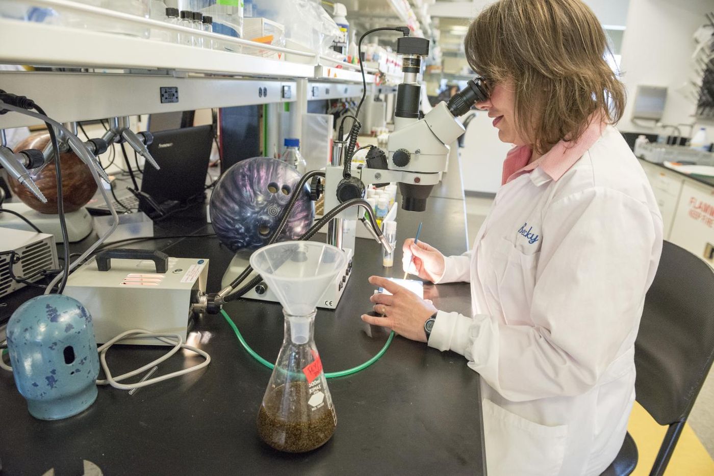 Research technologist Becky Taylor uses a microscope to sort genetic strains of flies under anesthesia prior to placing them into vials for sleep studies. / Credit: Photo by Cori Kogan, Washington State University Spokane