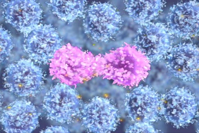 This is a still image taken from a biomedical animation of a cell replicating. / Credit: Walter and Eliza Hall Institute
