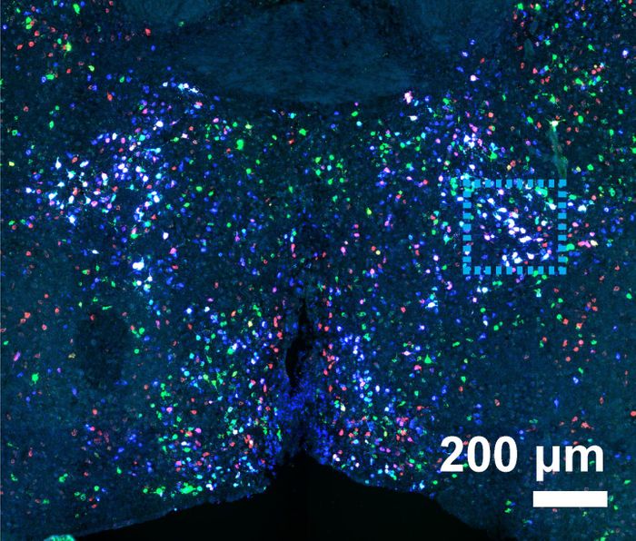 Neuronal activities for specific social behaviors map to a few cell clusters in the mouse hypothalamus preoptic region. For example, the same cluster of neurons (inside the blue square at upper right) is preferentially activated in virgin females, mothers and fathers displaying parenting behavior when exposed to mouse pups. In situ hybridization of telltale marker genes revealed the clusters in a virgin female preoptic region in image above.  / Credit: Drs. Catherine Dulac, Xiaowei Zhuang, and colleagues, Harvard University
