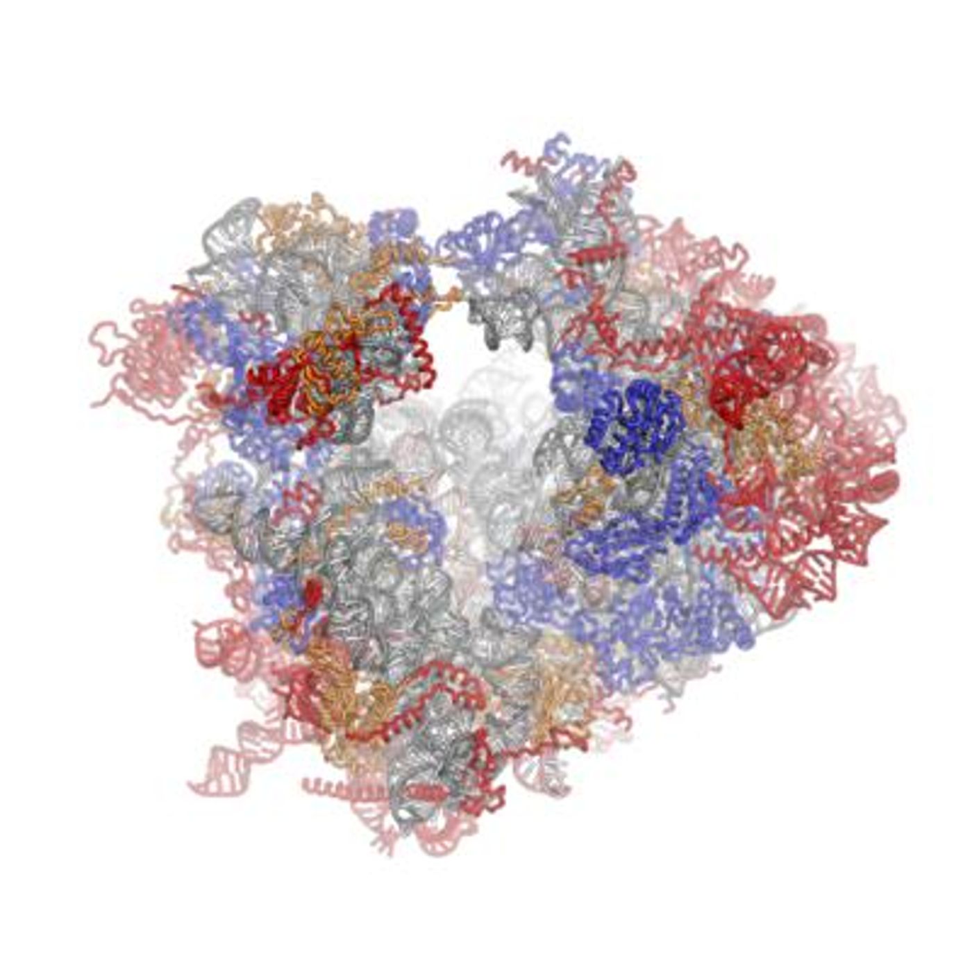 The ribosomal RNA (rRNA) core is represented as a grey tube, expansion segments are shown in red. Universally conserved proteins are shown in blue. / Credit: Wikimedia Commons/Fvoigtsh