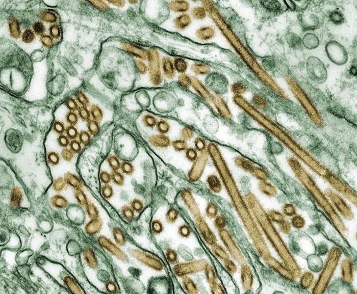 A digitally-colorized TEM image of Avian Influenza A H5N1 virus particles (gold), grown in Madin-Darby Canine Kidney (MDCK) epithelial cells (seen in green). / Credit: CDC/ Courtesy of Cynthia Goldsmith; Jacqueline Katz; Sherif R. Zaki / Photo Credit: Cynthia Goldsmith
