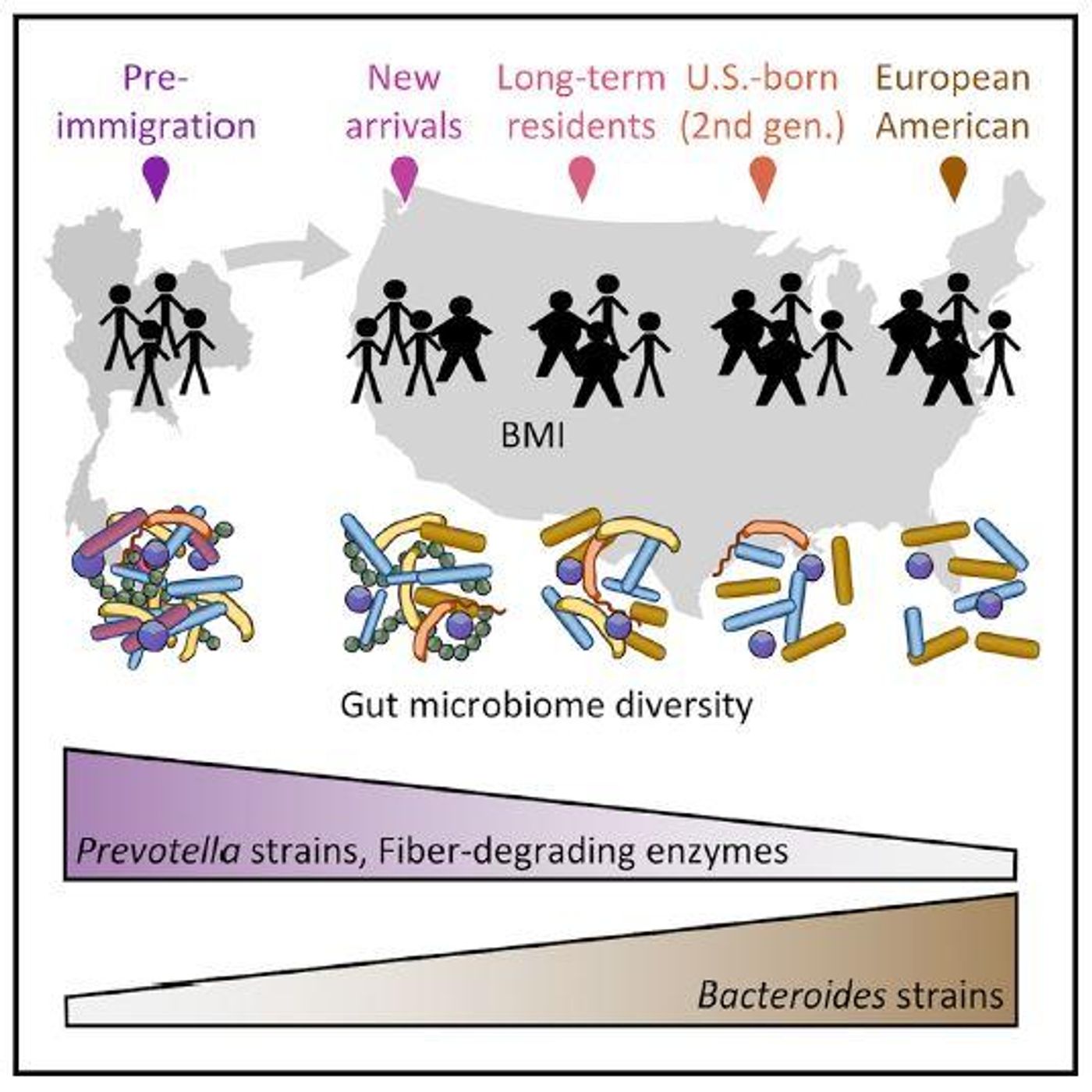 This graphical abstract shows that migration from a non-western nation to the United States is associated with a loss in gut microbiome diversity and function in a manner that may predispose individuals to metabolic disease. / Credit: Vangay et al. / Cell