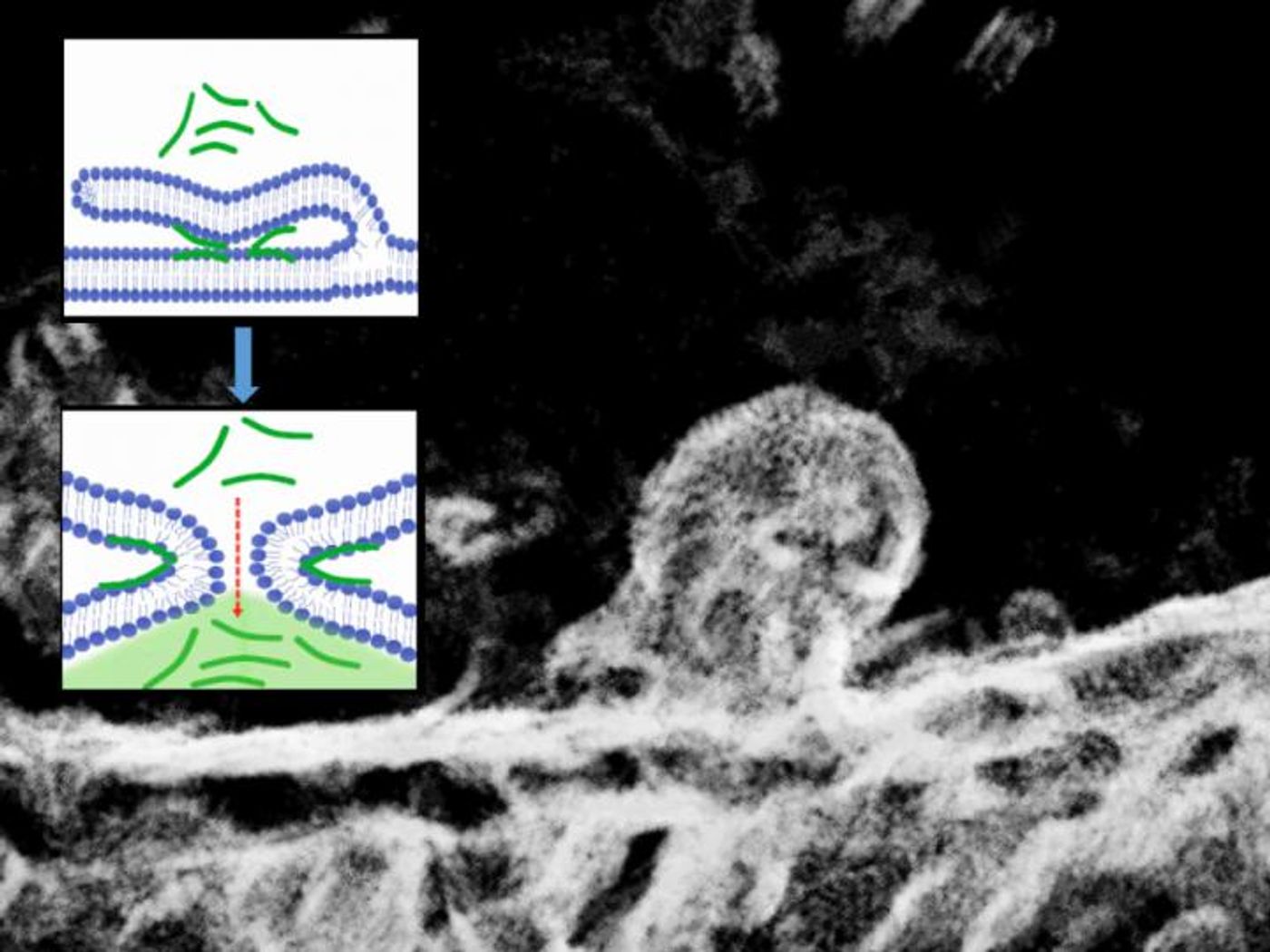 Electron microscopy image of a bifurcating cell membrane and the corresponding molecular scheme of the process. / Credit: @ IOCB Prague