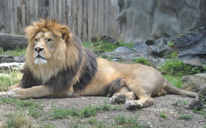 Two lion subspecies have been added to the Endangered Species Act.