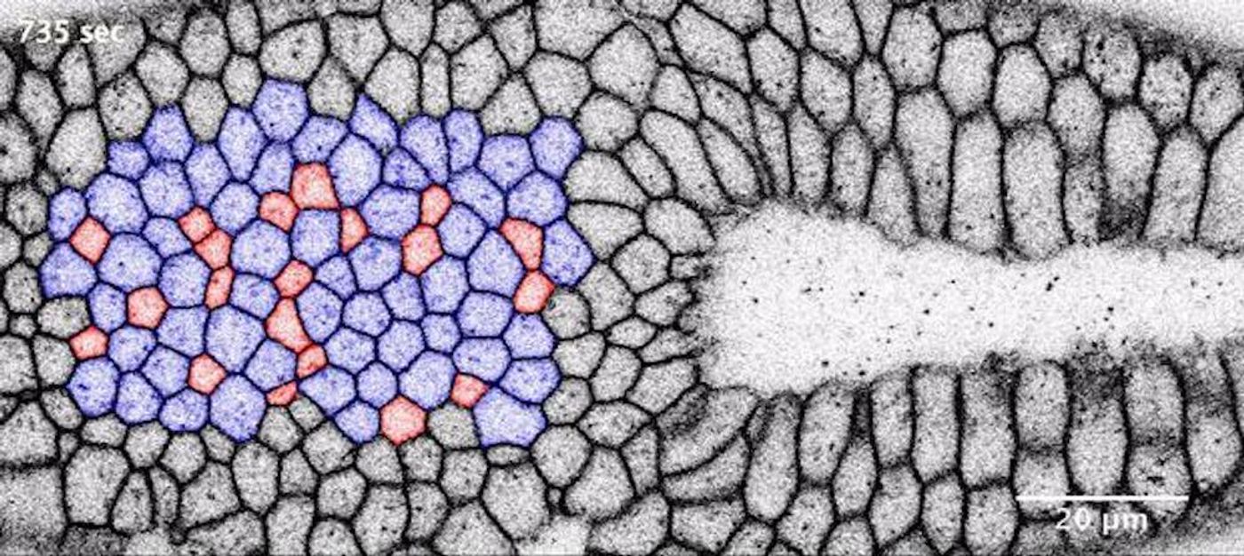 This is a top view of modified and natural invagination. While the left tissue is modified with optogenetics and does not invaginate, the right tissue folds towards the embryo's inside and creates a pouch. / Credit:: Daniel Krueger/EMBL