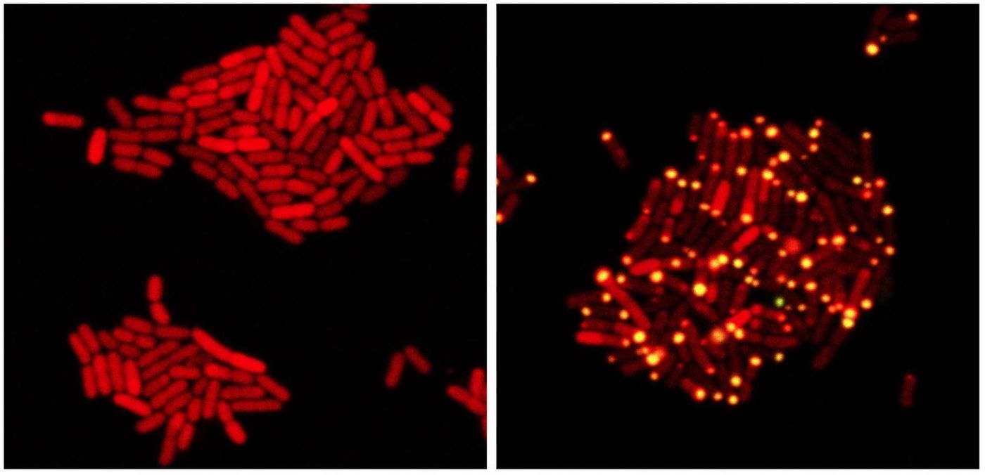 E. coli bacteria contain (red) proteins from the eavesdropping virus. On left, the virus chooses 