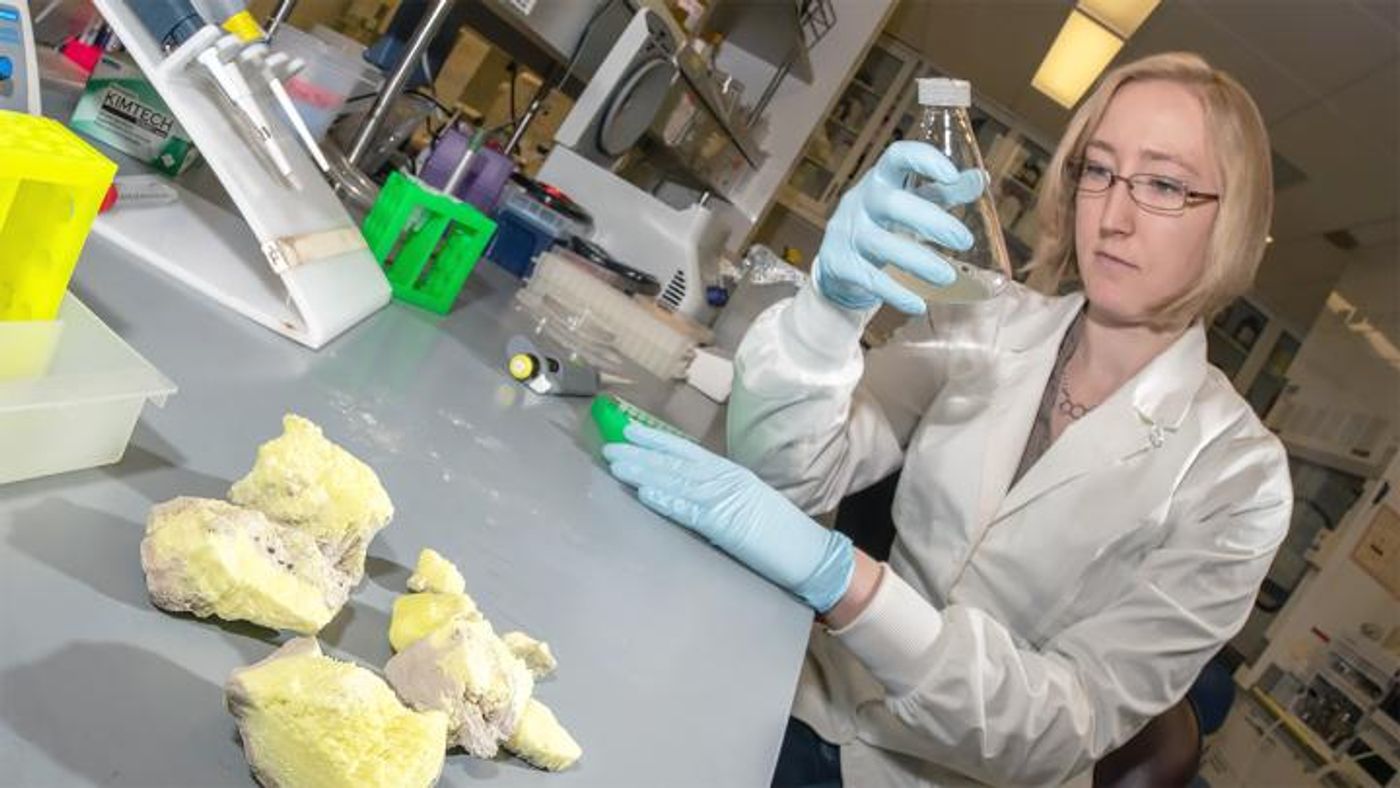 Nebraska's Sophie Payne and colleagues have reported the first experimental evidence of epigenetics in single-celled archaea. / Credit: Greg Nathan | University of Nebraska-Lincoln