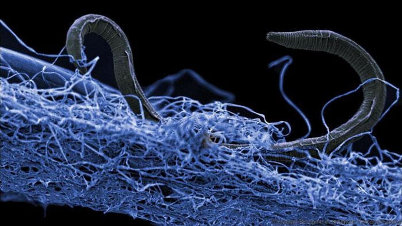 A nematode (eukaryote) in a biofilm of microorganisms. This unidentified nematode (Poikilolaimus sp.) from Kopanang gold mine in South Africa, lives 1.4 km below the surface. / Credit: Gaetan Borgonie, Extreme Life Isyensya, Belgium