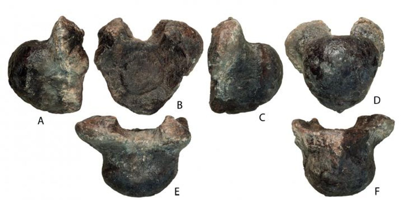 The seven vertebrae of the newly-discovered sauropod.