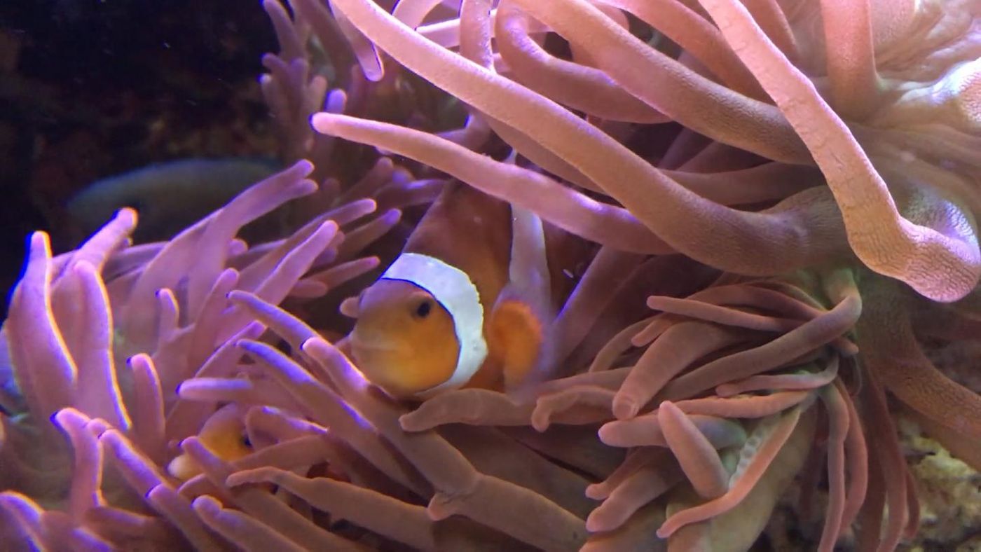 A clownfish peers out of his stoop inside of an anemone that hosts him. Anemones are known for stinging, killing and eating fish. So, how is the clownfish such a shining exception? Bacteria may offer clues. / Credit:  Ben Brumfield / Georgia Tech